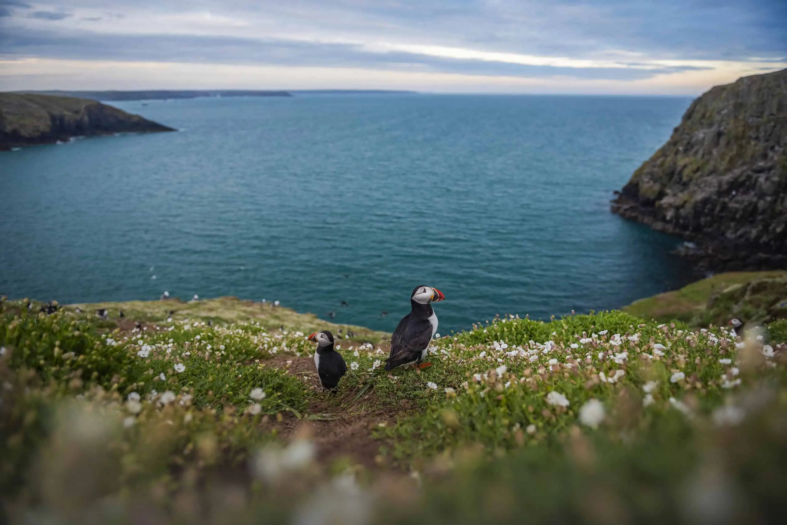 Puffins
